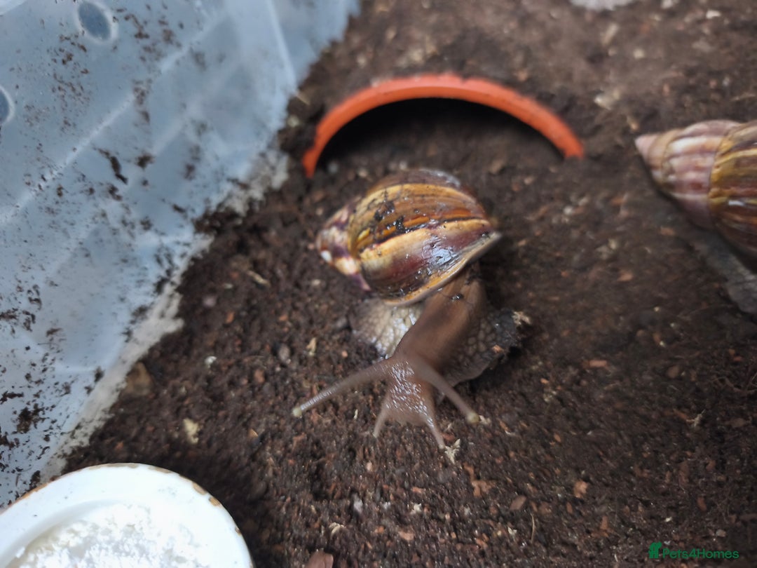 Snails invertebrates for sale: Four Giant African Land Snails for sale - Advert 5