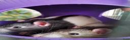 Rat rodents for sale: Social Cozy Brothers - Advert 1