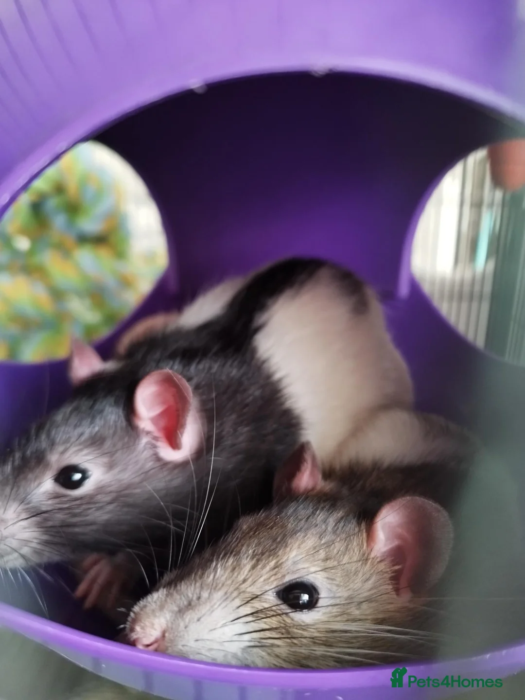 Rat rodents for sale: Social Cozy Brothers - Advert 1
