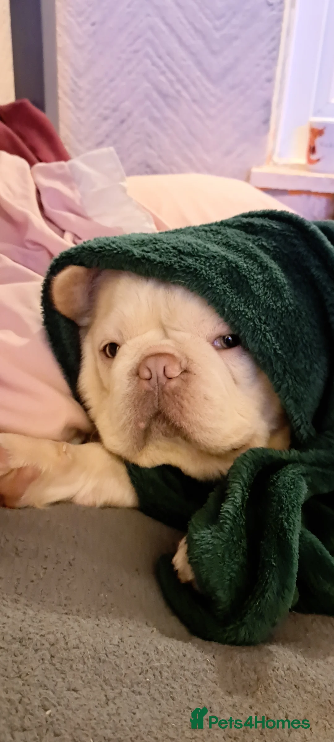 French Bulldog dogs for sale: French Bulldog, Platinum - Advert 5