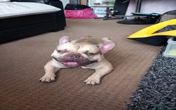 French Bulldog dogs for stud: French Bulldog available for stud in Derby in Derby - Image 6