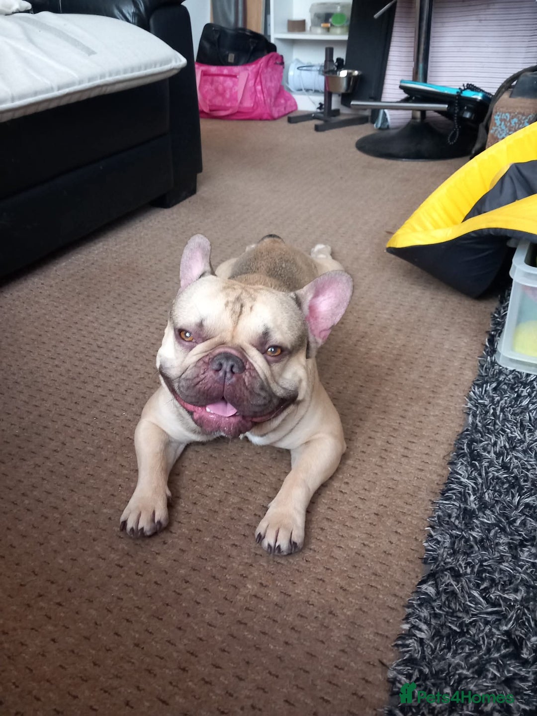French Bulldog dogs for stud: French Bulldog available for stud in Derby in Derby - Image 6