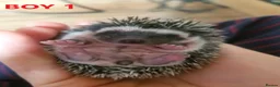 Pygmy Hedgehog rodents for sale: Pygmy hedgehogs, 1 girl 2 boys - Advert 7