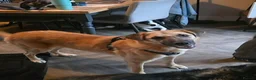 Mixed Breed dogs for adoption: Ruby for adoption in Hastings - Advert 2