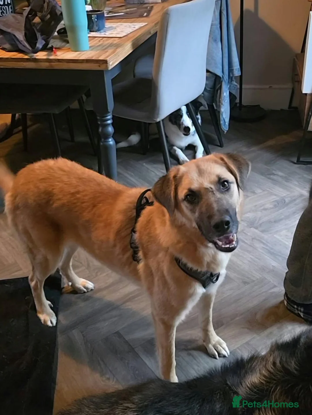 Mixed Breed dogs for adoption: Ruby for adoption in Hastings - Advert 2