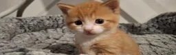 Mixed Breed cats for sale: Beautiful ginger kitten - Advert 4