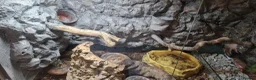 Skink reptiles for sale: 2 red eyed crocodile skink's & setup - Advert 9