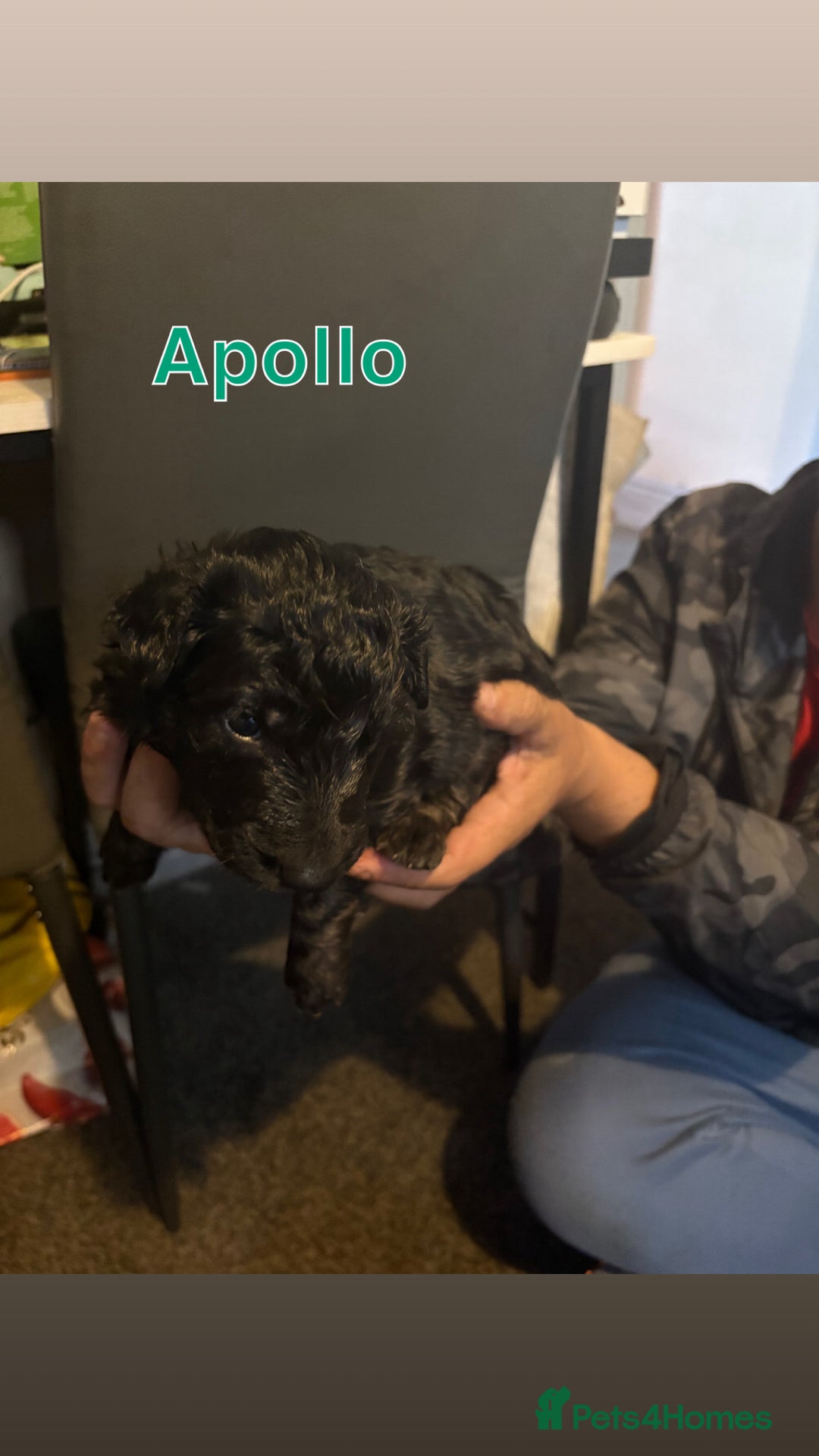 German Shepherd dogs for sale: German Shepherd Cross Dutch Shepherd Puppies  - Image 2