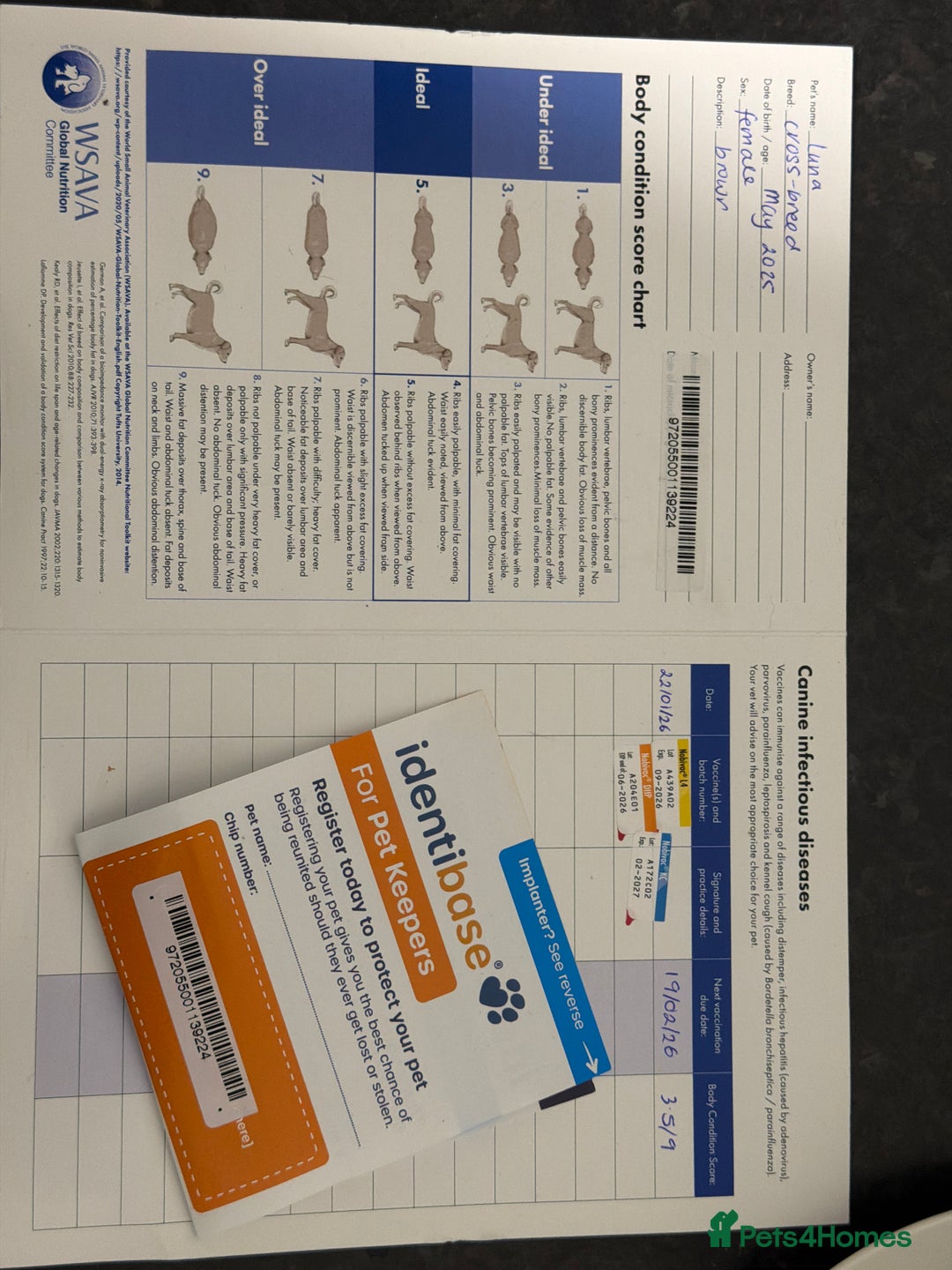 Mixed Breed dogs for sale: Free staff x lab. Please read.  - Advert 6