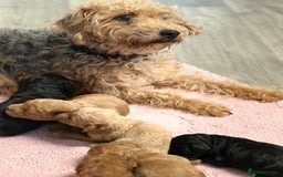Jackapoo dogs for sale: Beautiful litter of 6 F1B Jackapoos - Image 20