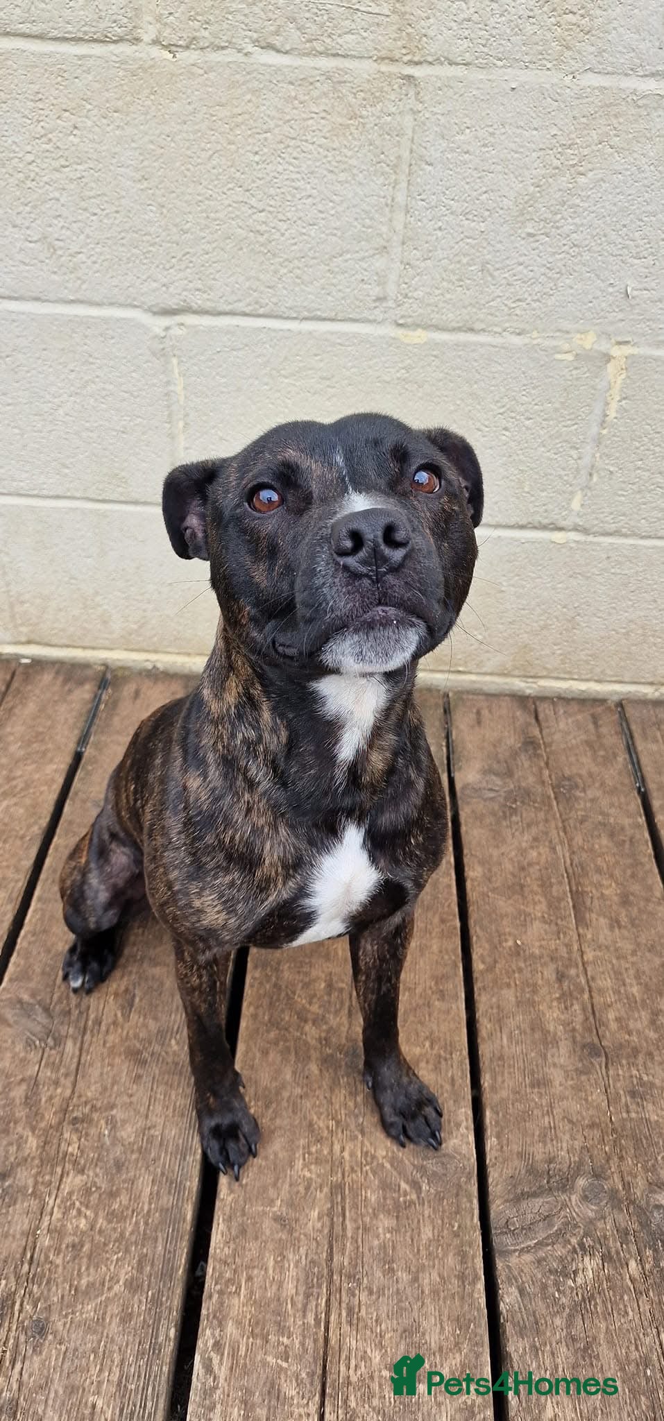 Staffordshire Bull Terrier dogs 2 year old Staffordshire bull terrier  - Advert 2