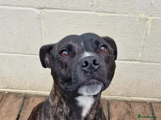 Staffordshire Bull Terrier dogs 2 year old Staffordshire bull terrier - Advert 1