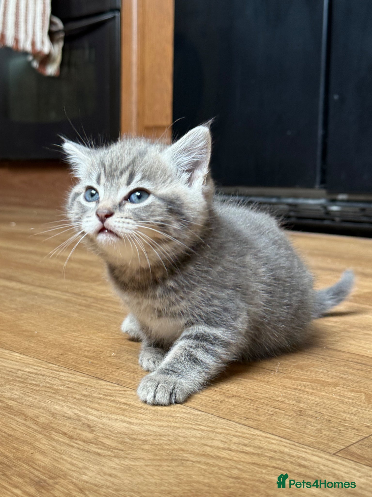 Mixed Breed cats for sale: 1 boy & 3 girl kittens 🐈🐾🩷🩵 - Advert 11