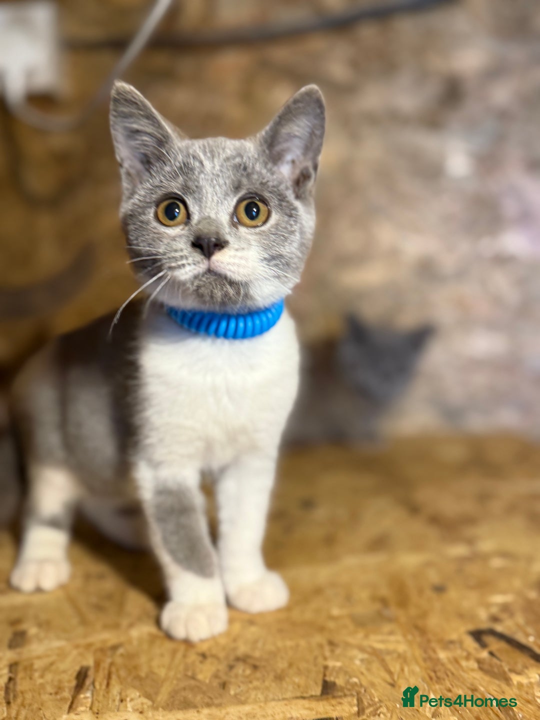 British Shorthair cats for sale: Beautiful blue & white British shorthair kittens  - Image 5