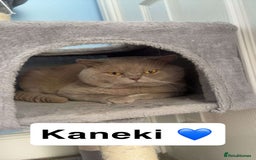 British Shorthair cats for sale: Britishshorthair kittens  - Image 3