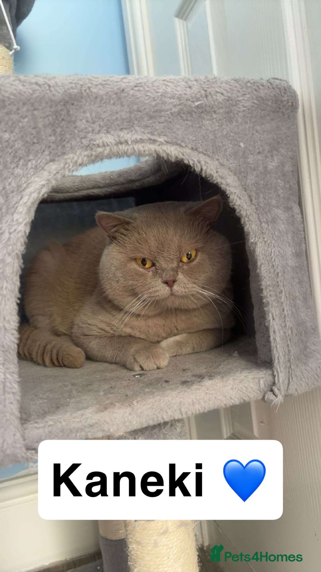 British Shorthair cats for sale: Britishshorthair kittens  - Image 3