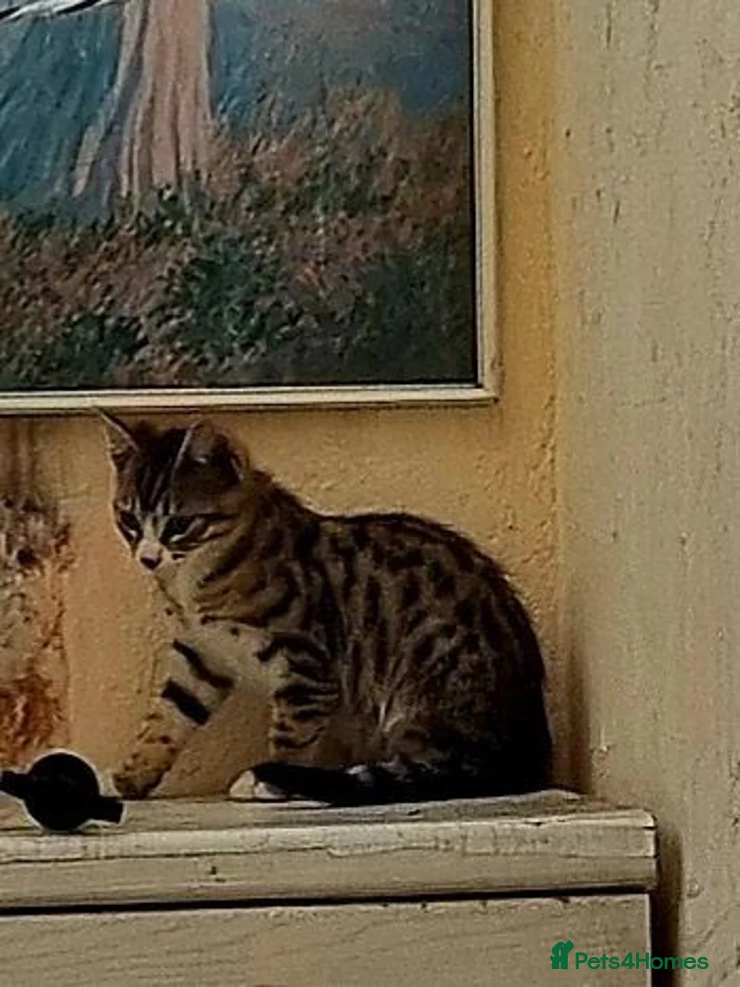 Mixed Breed cats for sale: 3 kittens looking for good home  in Wrexham - Advert 2