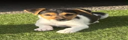 Jack Russell dogs for sale: Traditional short-legged Jack Russell puppy’s. - Advert 20