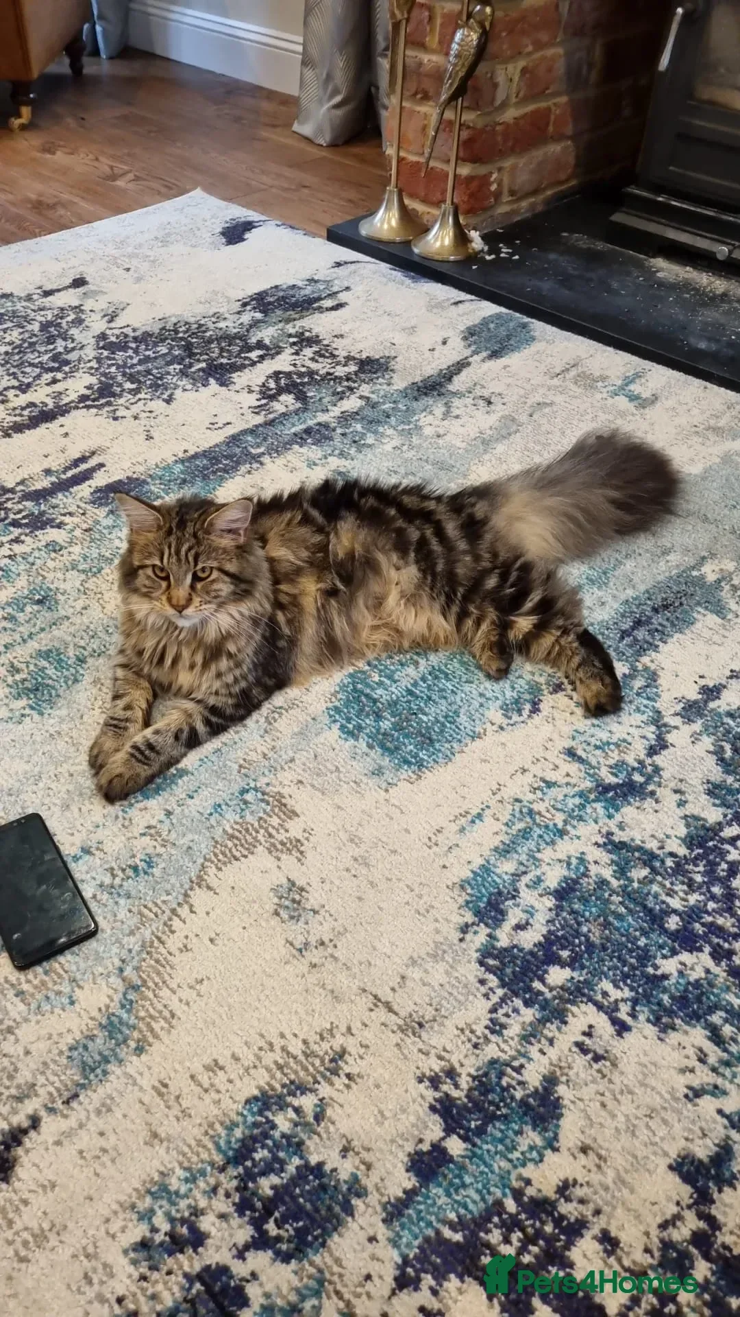 Maine Coon cats for sale: 8 Beautiful Main Coon X kittens - Advert 16