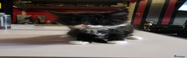 Mixed Breed Kitten 5