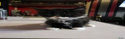 Mixed Breed cats for sale: tuxido and tabby kittens  - Advert 7
