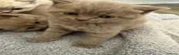 British Shorthair cats for sale: British shothair cute kittens  - Advert 18
