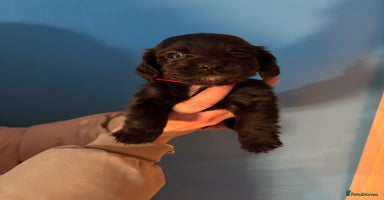 Cocker Spaniel dogs Cocker spaniel pups - Advert 11