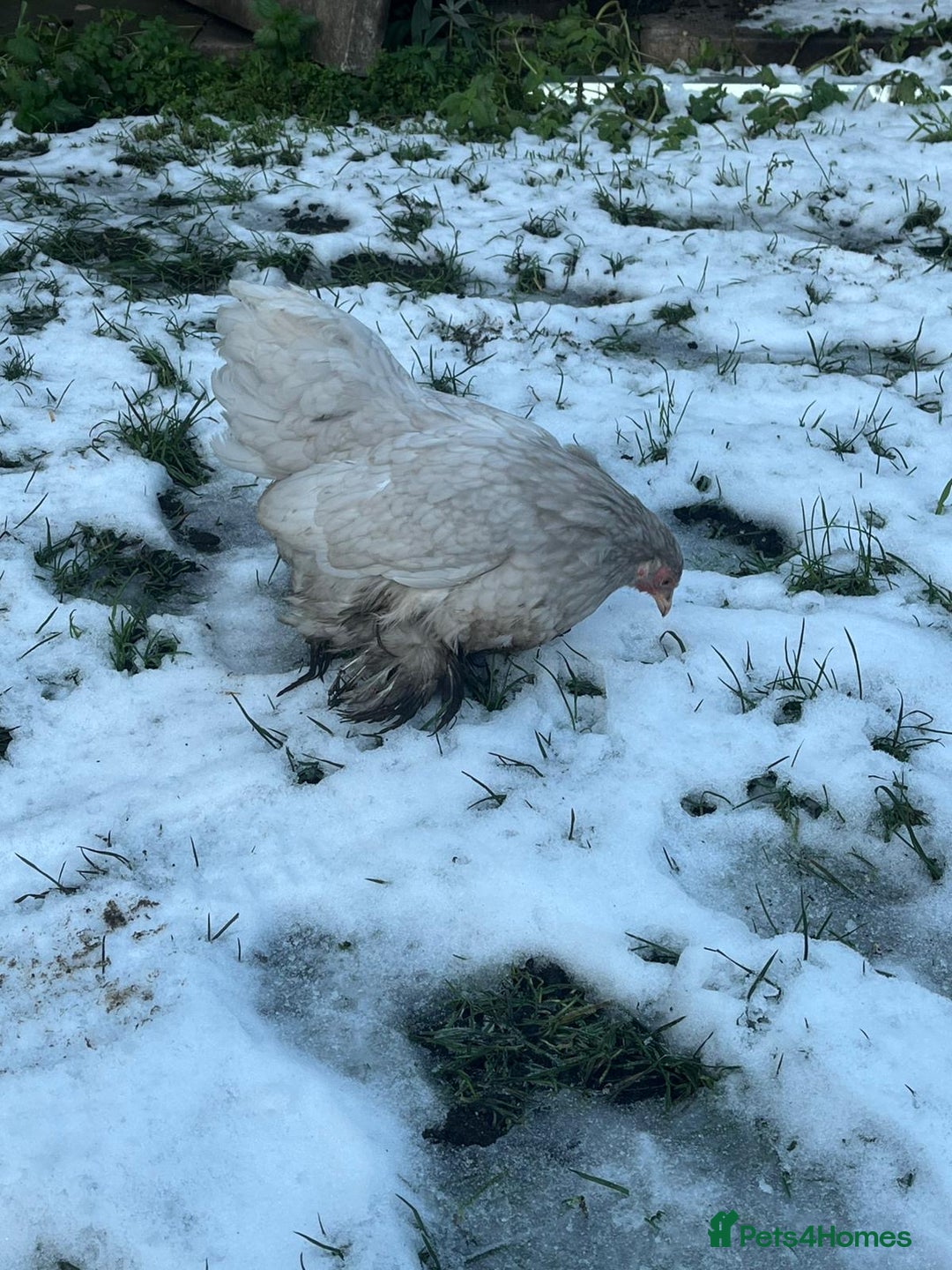 Chickens poultry for sale: Mix of bantams  - Advert 2