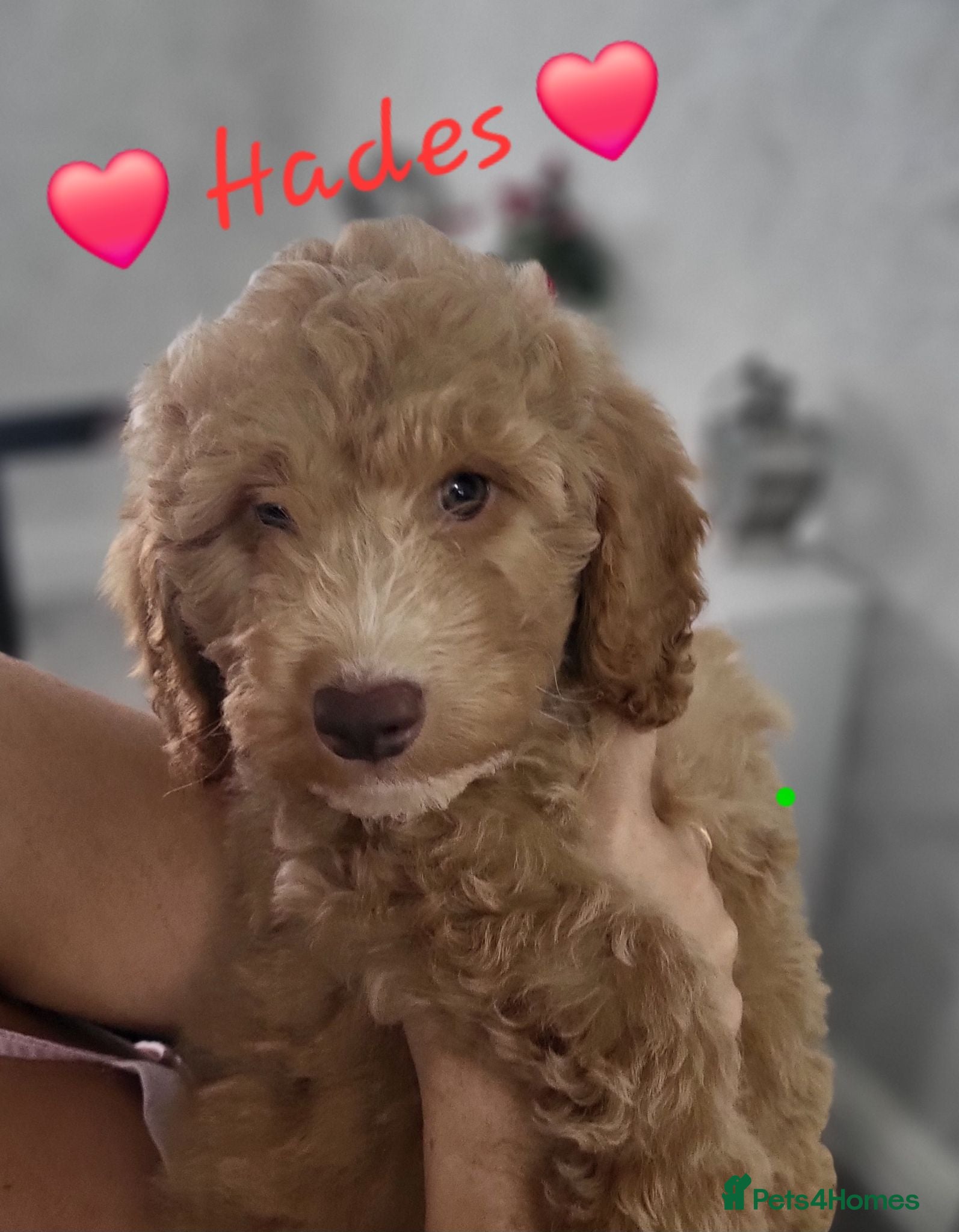 Cockapoo dogs Ready to go. Beautiful Home-Raised F1B Cockapoos  - Advert 4