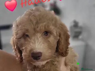 Cockapoo dogs Ready to go. Beautiful Home-Raised F1B Cockapoos - Advert 12