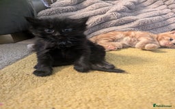 Mixed Breed cats for sale: wonderful Kittens  - Image 12