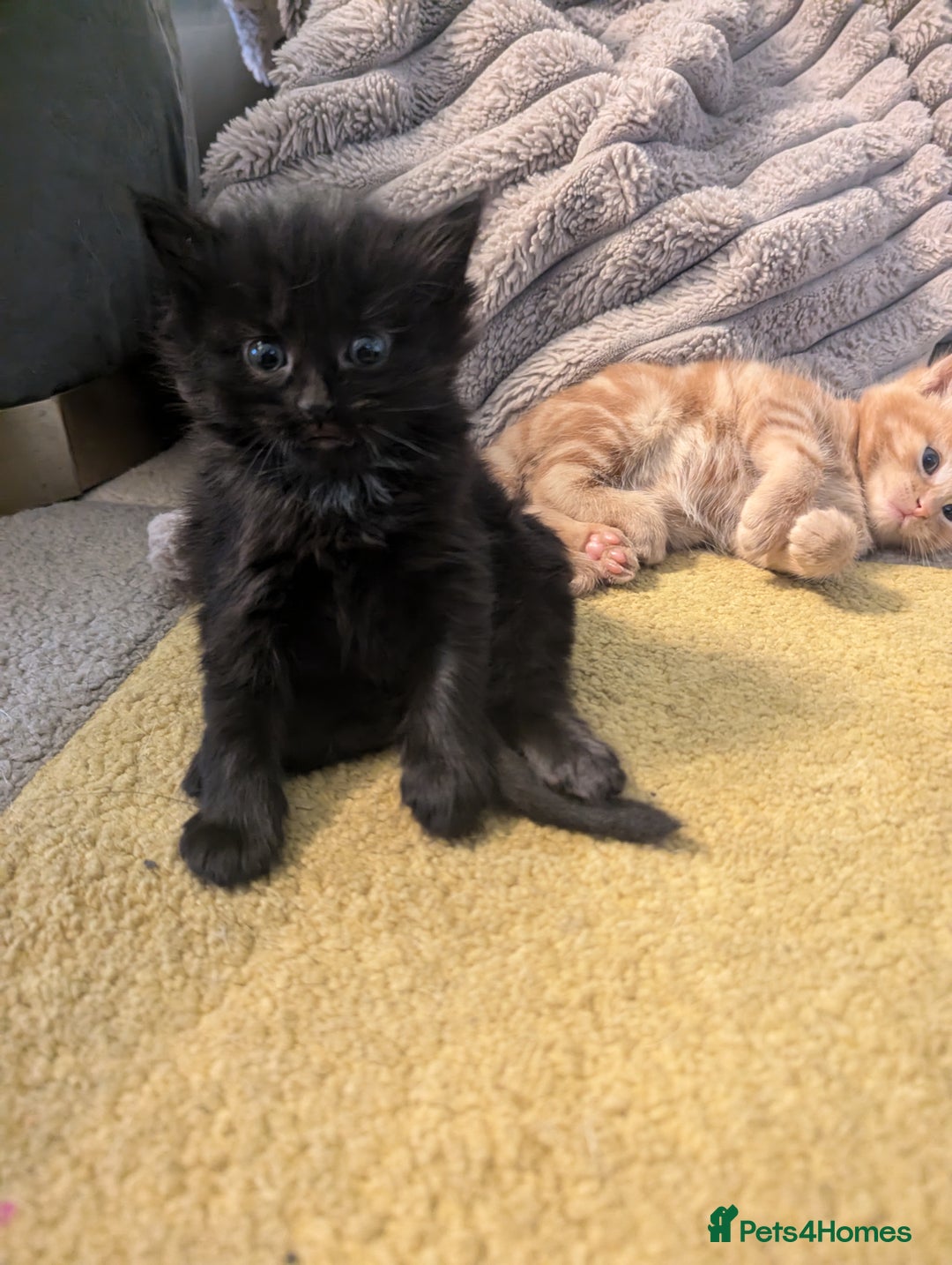 Mixed Breed cats for sale: wonderful Kittens  - Image 12