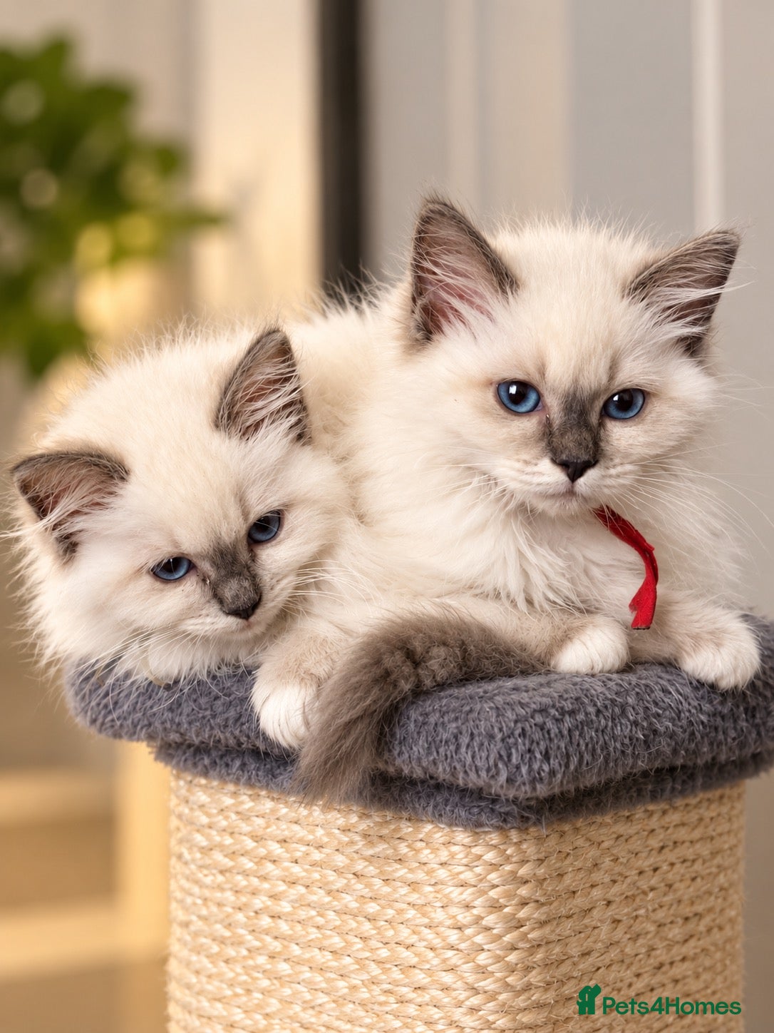 Ragdoll cats 🐾💙 GORGEOUS RAGDOLL KITTENS  - Advert 16
