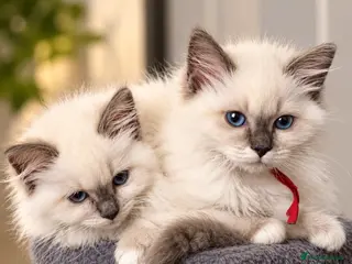 Ragdoll cats 🐾💙 GORGEOUS RAGDOLL KITTENS - Advert 16