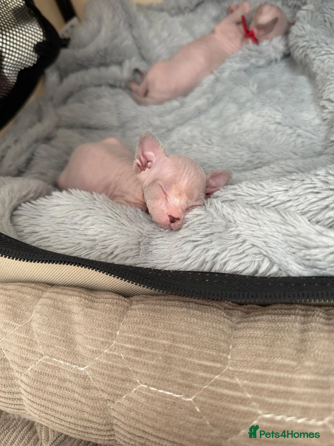 Sphynx cats for sale: TICA Sphynx kittens - health tested - Champion - Advert 9