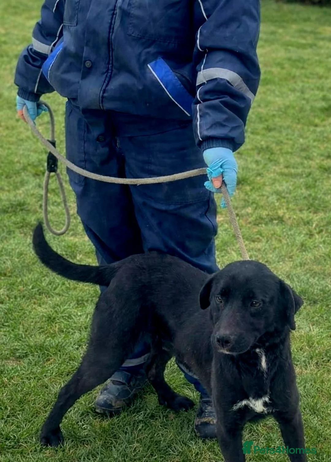 Mixed Breed dogs for adoption: 🐾 Twixie – a good heart waiting to be chosen 🤍 - Advert 4