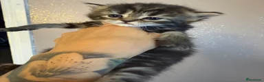 Maine Coon 4