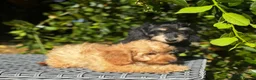 Doxiepoo dogs for sale: Doxiepoos Miniature dachshund x toy poodle  - Advert 12