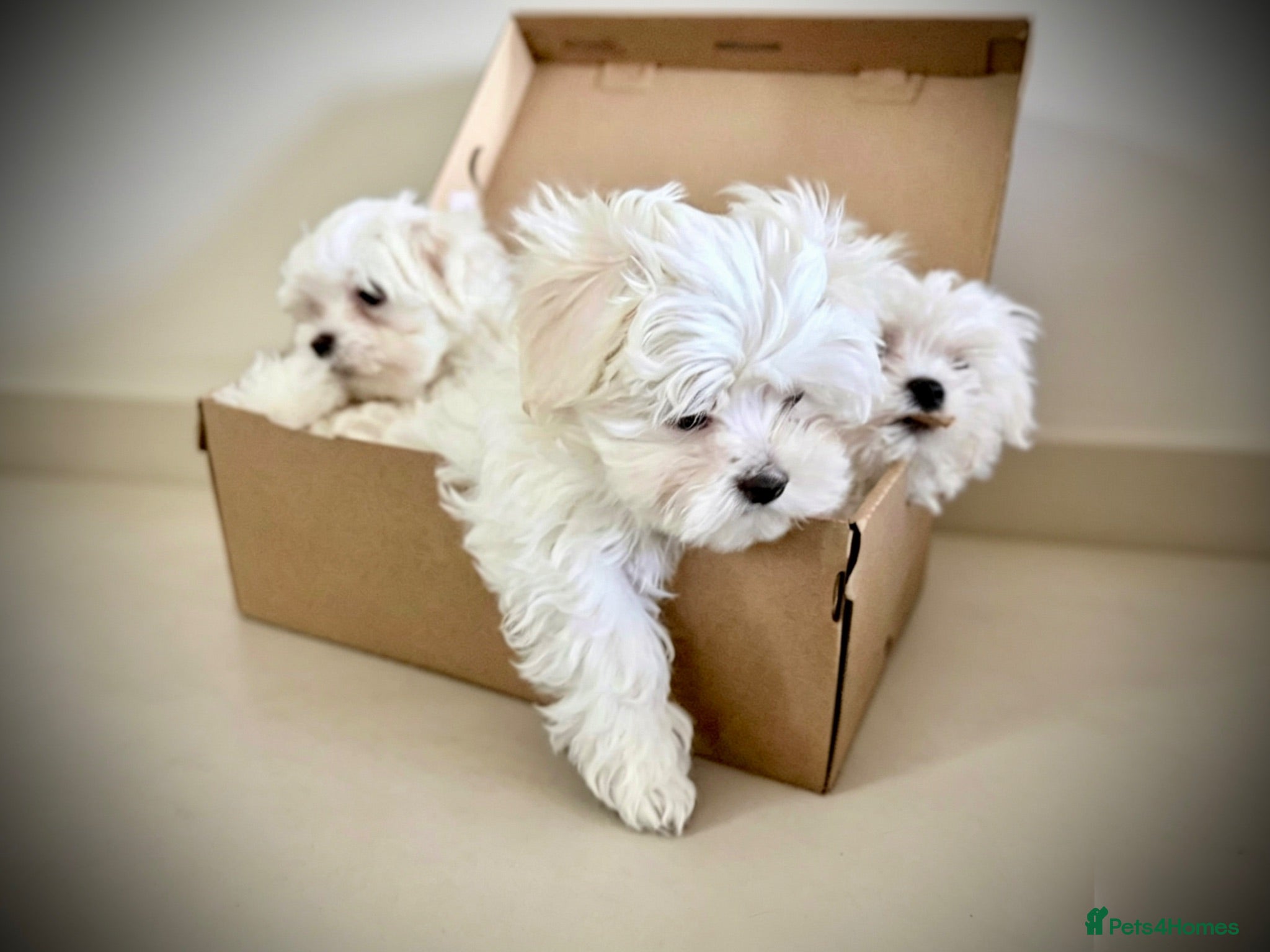 Maltese dogs  ⭐️Over 5 GENERATIONS⭐️ BOYS AVAILABLE  - Advert 3