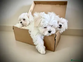 Maltese dogs ⭐️Over 5 GENERATIONS⭐️ BOYS AVAILABLE - Advert 3