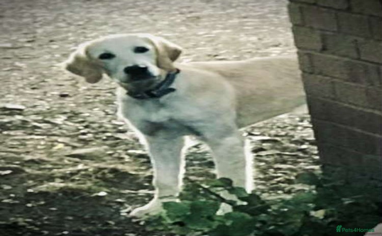 Golden Retriever dogs in London - Advert 2