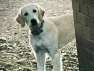 Golden Retriever dogs in London - Advert 4