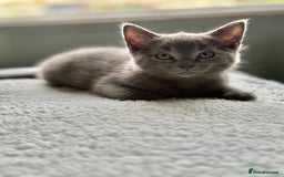 Ragdoll cats for sale: Ready Now Ragdoll x British Shorthair kittens  - Image 17