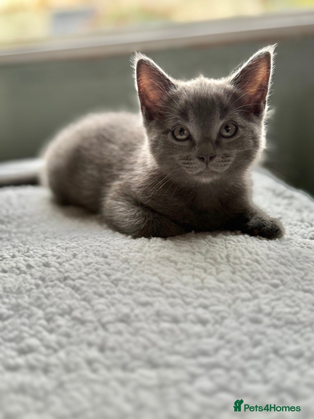 Ragdoll cats for sale: Ready Now Ragdoll x British Shorthair kittens  - Image 17