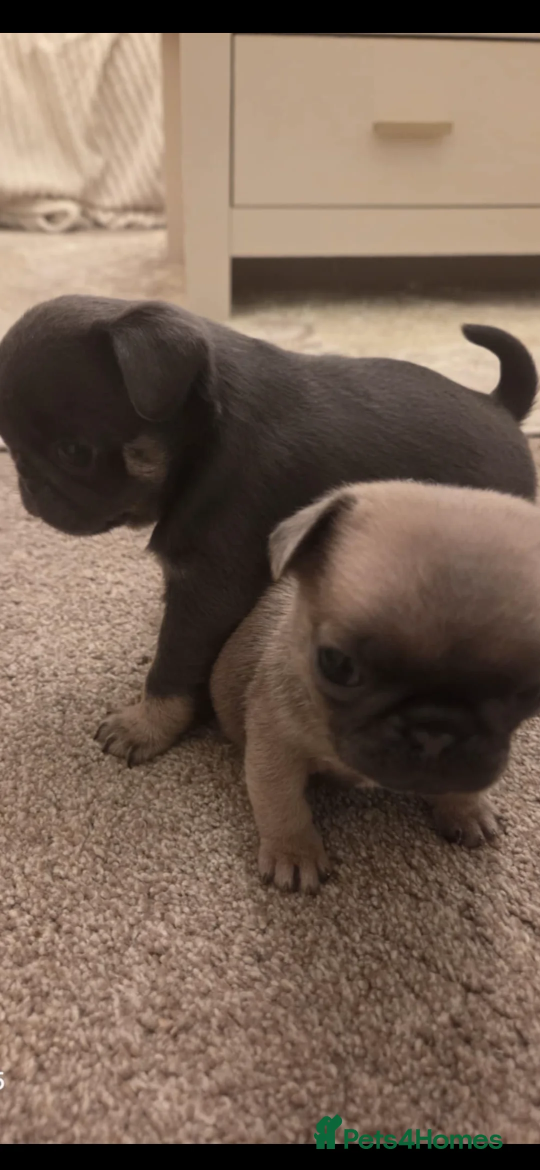 Pug dogs for sale: Pugs for sale kc registered  - Advert 2