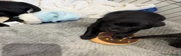 Labrador Retriever dogs for sale: Black Labrador Puppies in Swadlincote - Advert 5