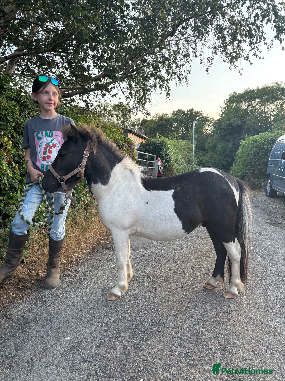 Shetland pony horses for sale: Miniature Shetland geldings  in Colwyn Bay - Advert 2