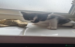 Ragdoll cats for sale: Beautiful kittens for sale  - Image 4