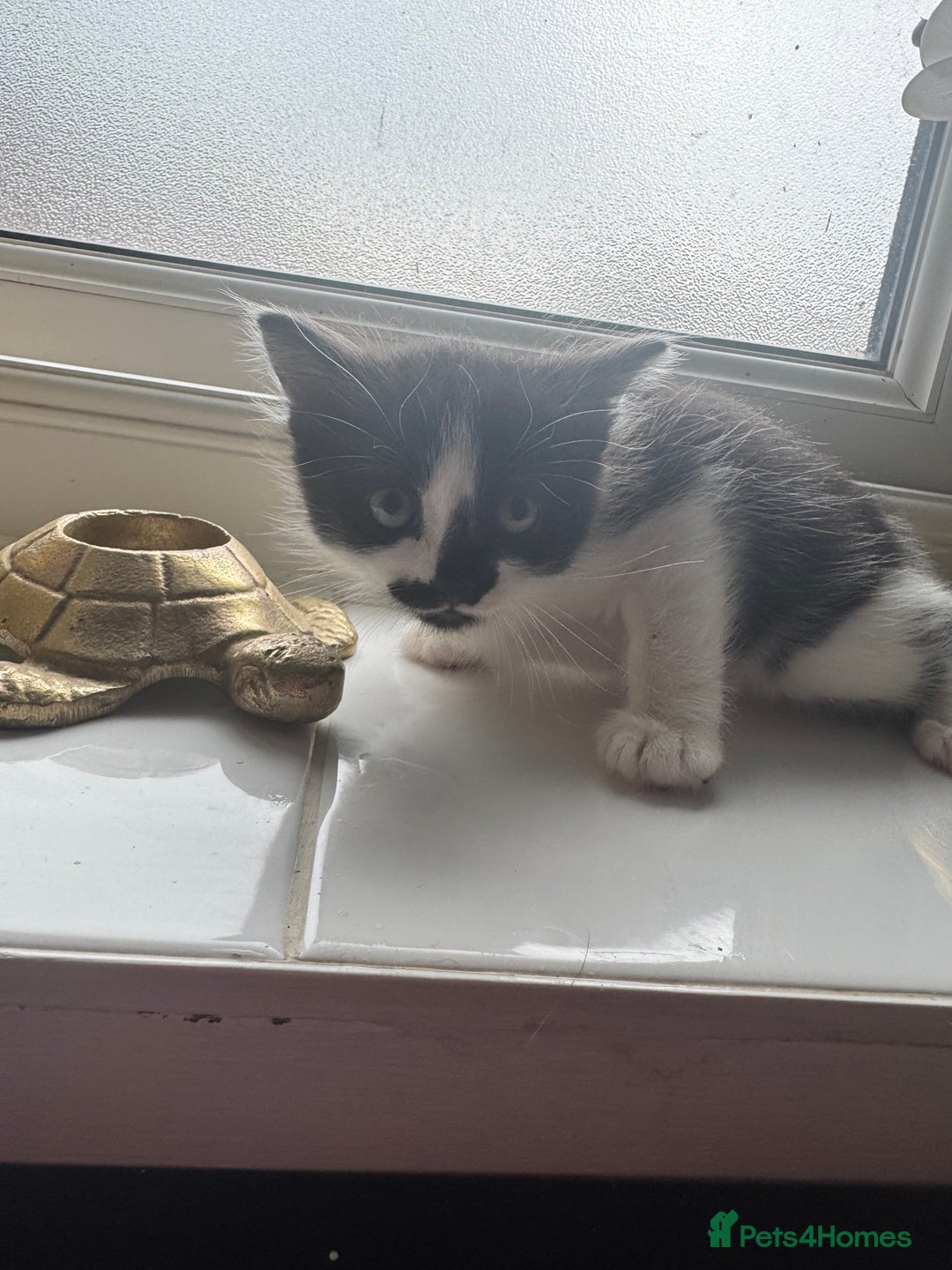 Ragdoll cats for sale: Beautiful kittens for sale  - Image 4