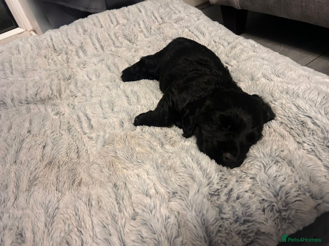Cocker Spaniel dogs for sale: Lovely short legged black cocker spaniel puppy - Image 5